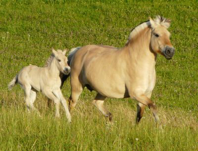 KarinundFohlen