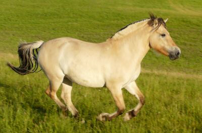 Laikny